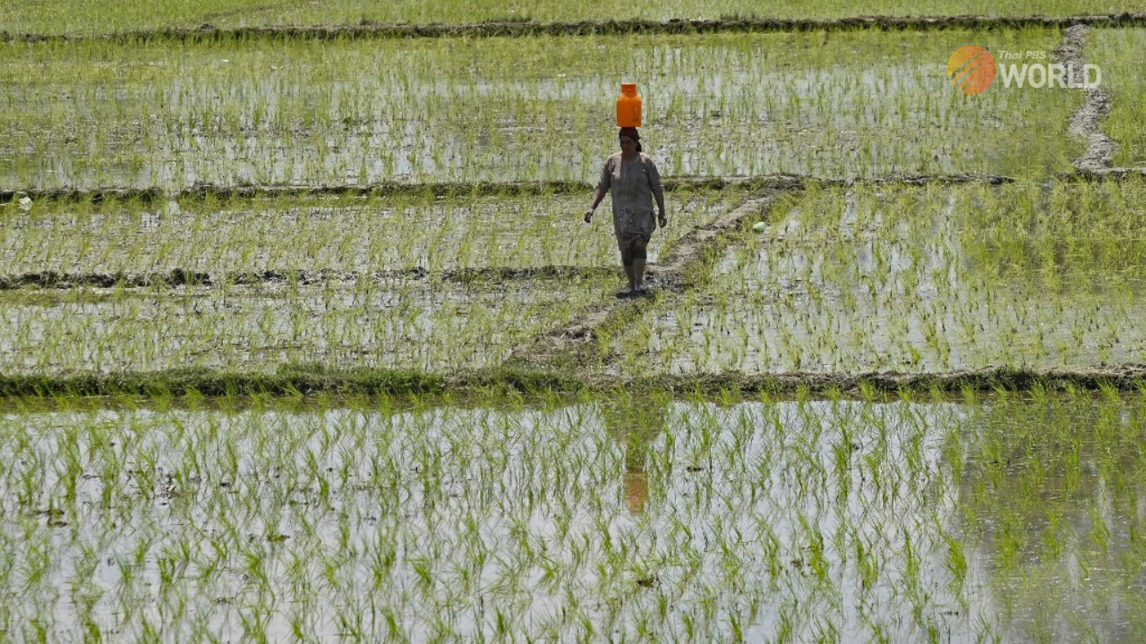 India-rice-export_web
