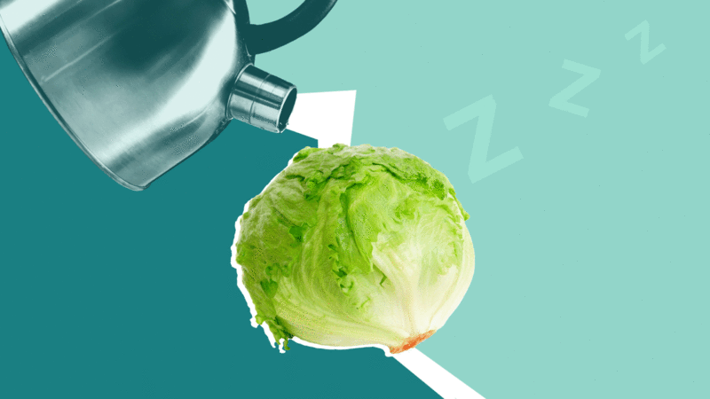 Lettuce-Water-Can-It-Help-With-Sleep-AdobeStock_12192831-1600x900