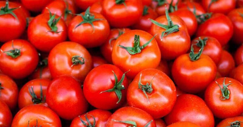 tomatoes-1200x628-facebook-1200x628 (1) (1)