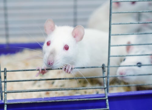 rat-park-experiment-rats